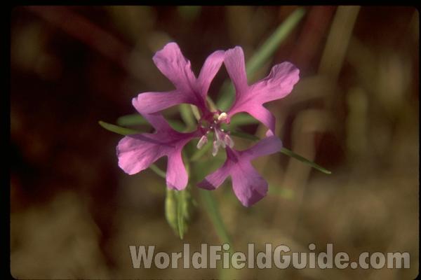 Flower<br>(Location of Picture: Washington, USA)