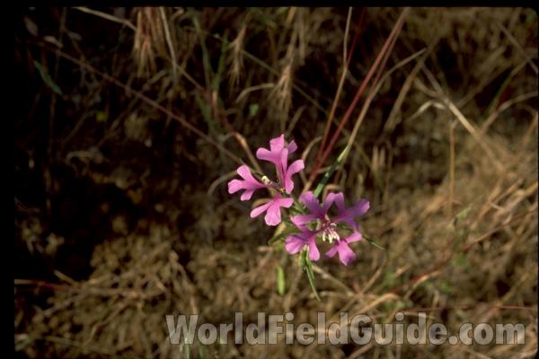 Top Of Plant in  Bloom<br>(Location of Picture: Washington, USA)