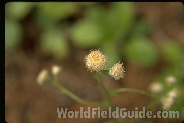 Flower<br>(Location of Picture: Washington, USA)