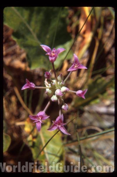 Flower Umbel<br>(Location of Picture: Washington, USA)