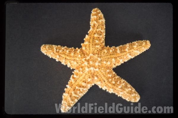 <br>(Origin of the Specimen: Washington, USA)<br>(Origin of the Specimen: Washington, USA)