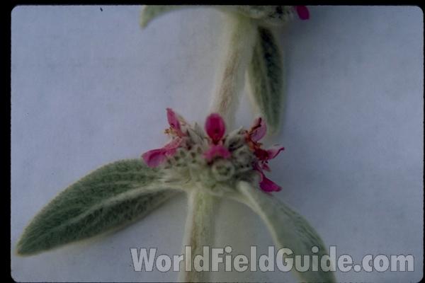 Flower Raceme<br>(Location of Picture: Atlanta Botanic Garden, Georgia)
