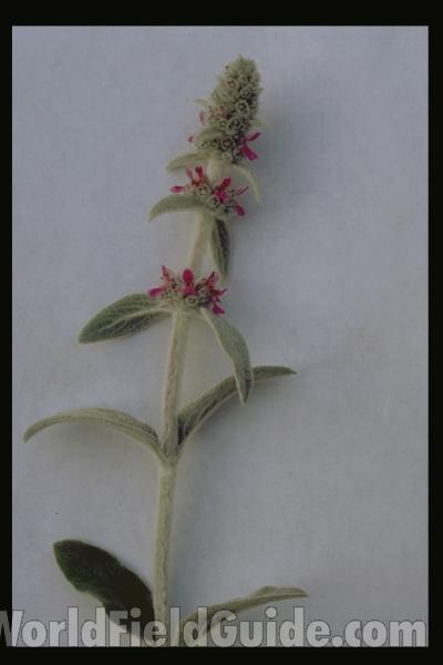 Flower Raceme<br>(Location of Picture: Atlanta Botanic Garden, Georgia)