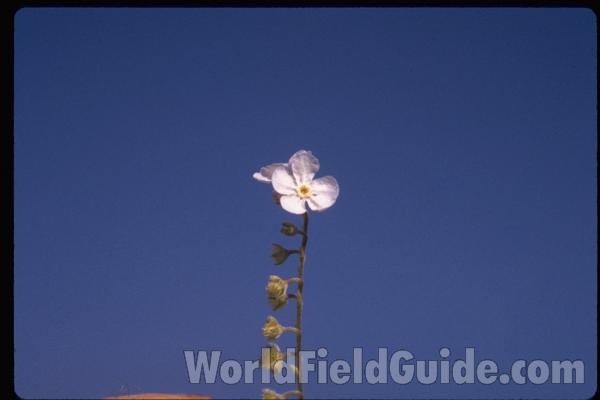 Flower<br>(Location of Picture: Salmon Meadows, Washington, USA)