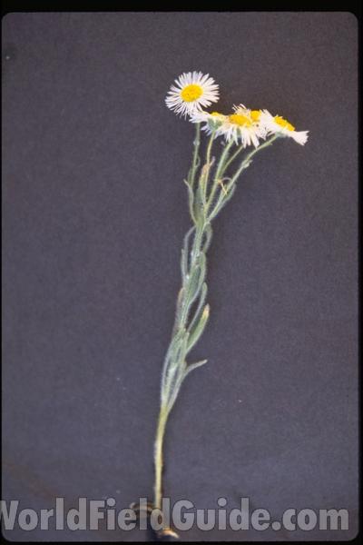 Flowering Displayed Specimen<br>(Location of Picture: Washington, USA)