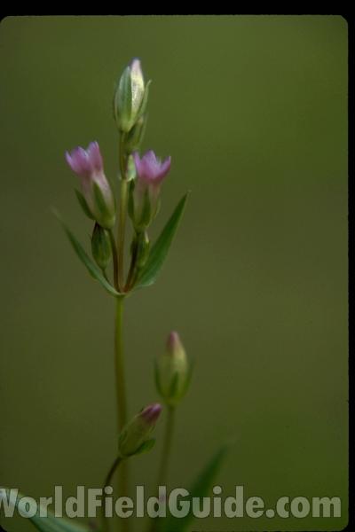 Flower<br>(Location of Picture: Washington, USA)