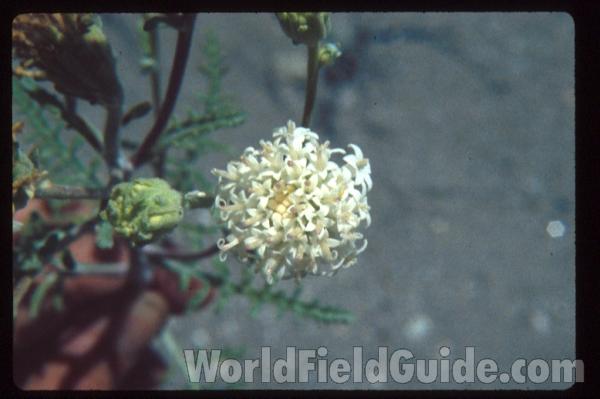 Flower<br>(Location of Picture: Washington, USA)