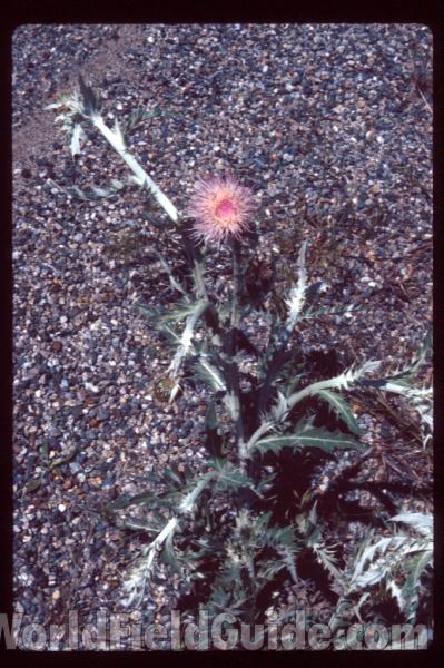 Top Of Plant<br>(Location of Picture: Washington, USA)