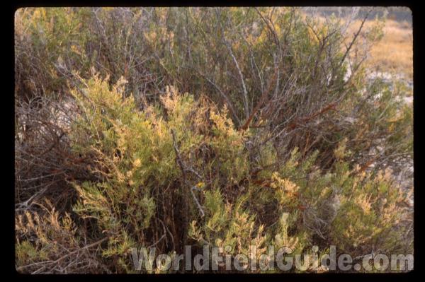 Habitat<br>(Location of Picture: Yakima, Washington, USA, 2005)