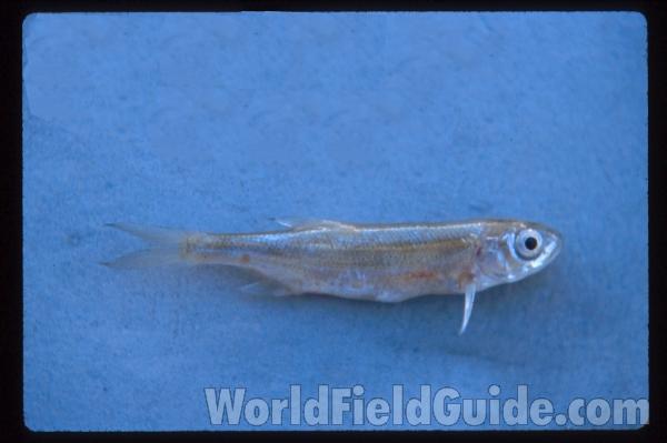 Aquarium View<br>(Origin of the Specimen: Okanogan, Wa., USA, 2011)<br>(Origin of the Specimen: Omak Lake, Washington, USA)