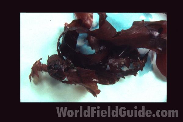 <br>(Origin of the Specimen: Washington, USA)<br>(Origin of the Specimen: Washington, USA)
