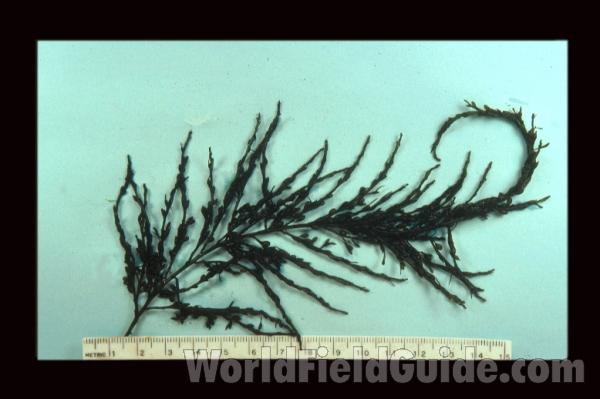 <br>(Origin of the Specimen: Washington, USA)<br>(Origin of the Specimen: Washington, USA)<br>(Origin of the Specimen: Washington, USA)