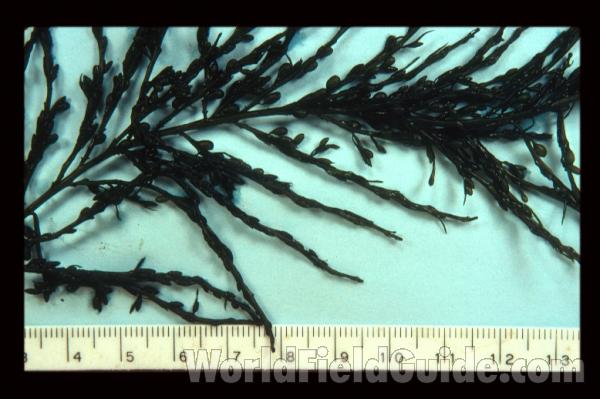 <br>(Origin of the Specimen: Washington, USA)<br>(Origin of the Specimen: Washington, USA)