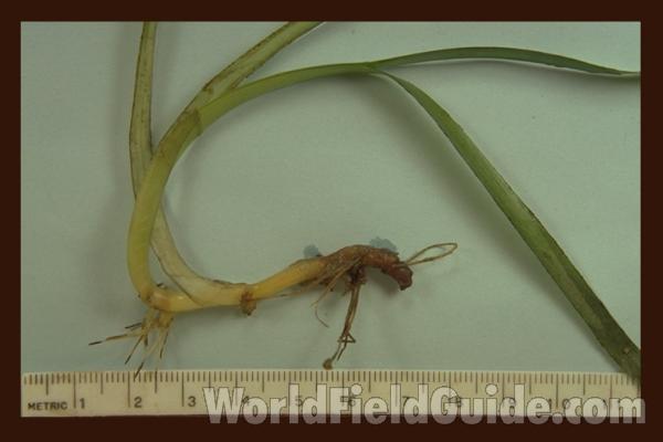 Root and Leaves - Mounted<br>(Origin of the Specimen: Washington, USA)