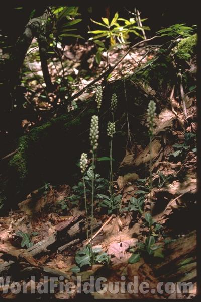 Habitat