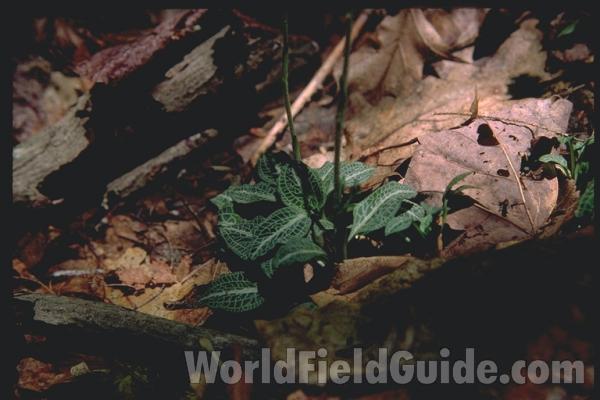 Basal Leaves