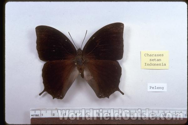 Male - Dorsal<br>(Origin of the Specimen: Peleng, Indonesia)