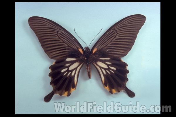 Female With Tails - Dorsal<br>(Origin of the Specimen: Bali, Indonesia)