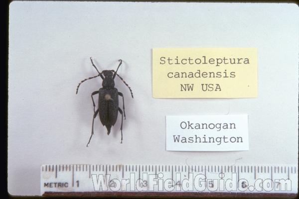 Dorsal View,  Red and Black Elytra<br>(Origin of the Specimen: Conconully, Washington, USA, 2012)<br>(Origin of the Specimen: Washington, USA)
