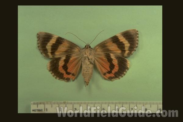 <br>(Origin of the Specimen: Wisconsin, USA)<br>(Origin of the Specimen: Wisconsin, USA)
