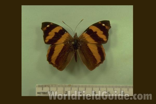 Males - Dorsal and Ventral Views<br>(Origin of the Specimen: Tingo Maria, Peru)<br>(Origin of the Specimen: Tingo Maria, Peru)