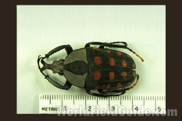 Male<br>(Origin of the Specimen: Africa 1969)