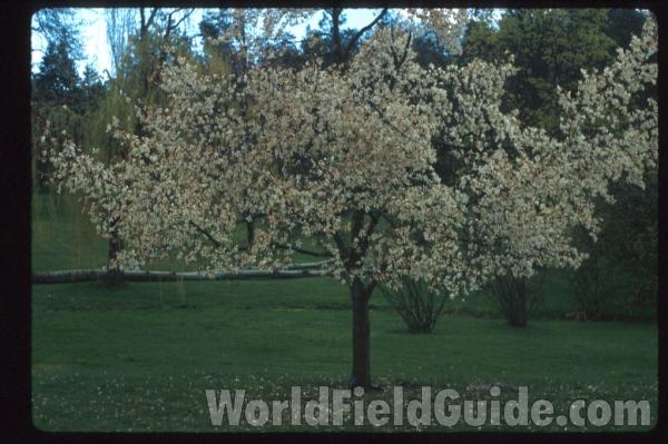 <br>(Location of Picture: Seattle, Washington, USA)<br>(Location of Picture: Seattle, Washington, USA)
