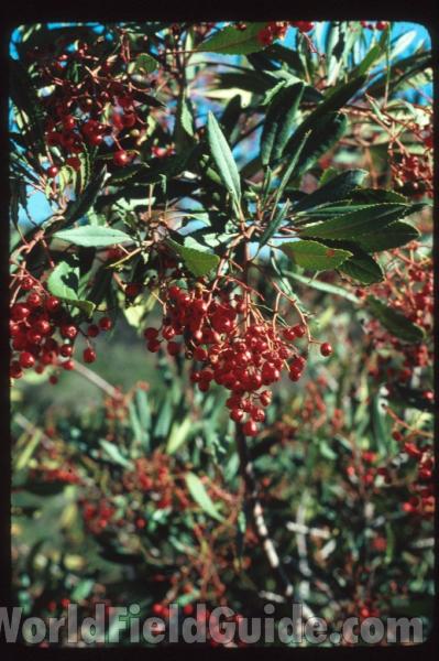<br>(Location of Picture: La Canada, California, USA)<br>(Location of Picture: La Canada, California, USA)