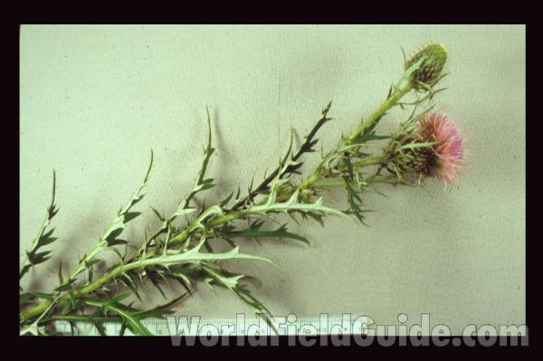 Mounted Top Of Plant in  Bloom