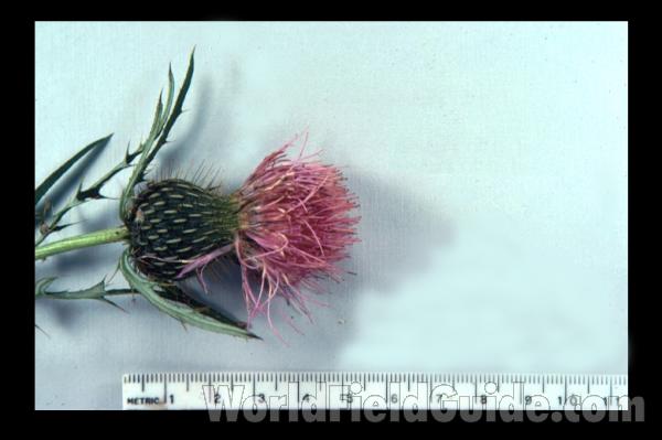 Mounted Flower Side View<br>(Origin of the Specimen: Round Lake, Illinois, USA)