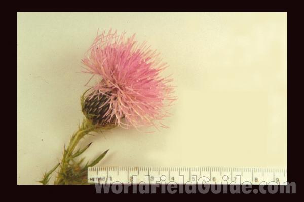 Mounted Flowers Side View<br>(Origin of the Specimen: Fox Lake, Illinois, USA)