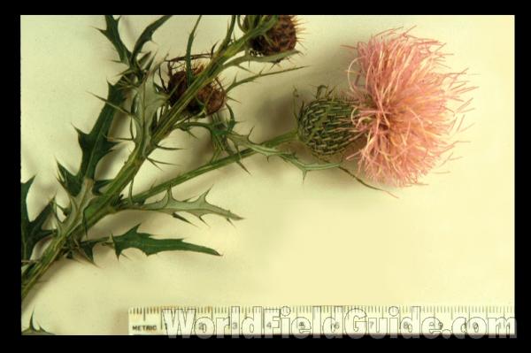 Mounted Top Of Plant in  Bloom<br>(Origin of the Specimen: Fox Lake, Illinois, USA)
