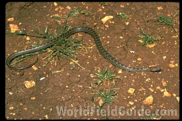 Dorsal View in  Habitat<br>(Location of Picture: Israel)