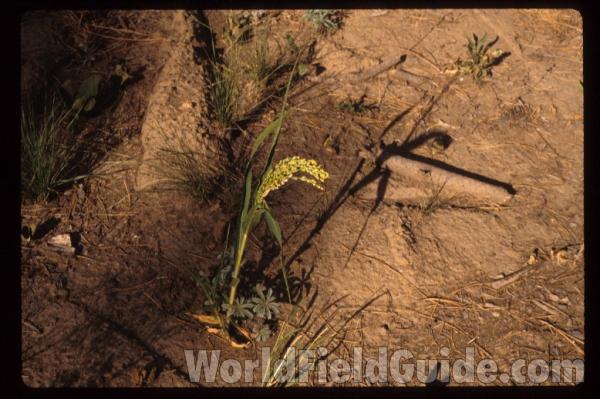 Panicle<br>(Location of Picture: Okanogan, Wa, USA, 2009)<br>(Location of Picture: Spokane, Washington, USA)