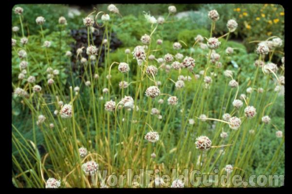 Top Of Plants<br>(Location of Picture: Chs, Glencoe, Il, USA)