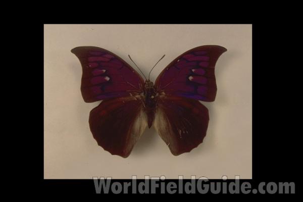 Female - Ventral View<br>(Origin of the Specimen: Cuzco, Peru, August)<br>(Origin of the Specimen: Peru)