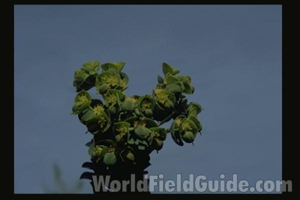 Top Of Plant in  Bloom