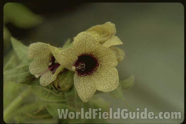 Flower<br>(Location of Picture: Blue Lake, Washington, USA)