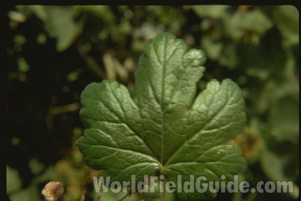Leaf<br>(Location of Picture: Rock Lake, Washington, USA)
