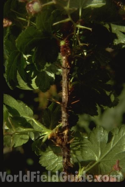 Spines<br>(Location of Picture: Rock Lake, Washington, USA)