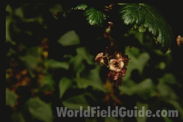 Flower<br>(Location of Picture: Rock Lake, Washington, USA)
