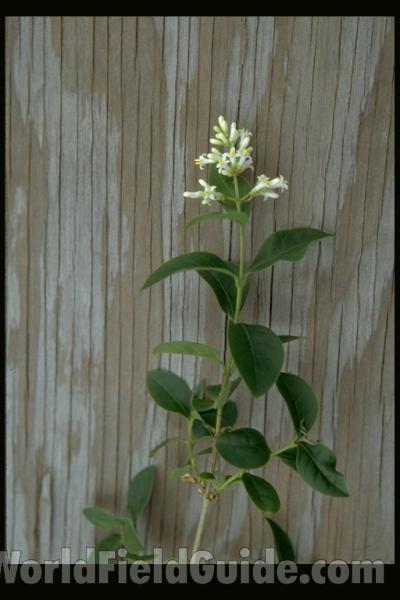 Top Of Plant With Flowers<br>(Location of Picture: Okanogan, Washington, USA)