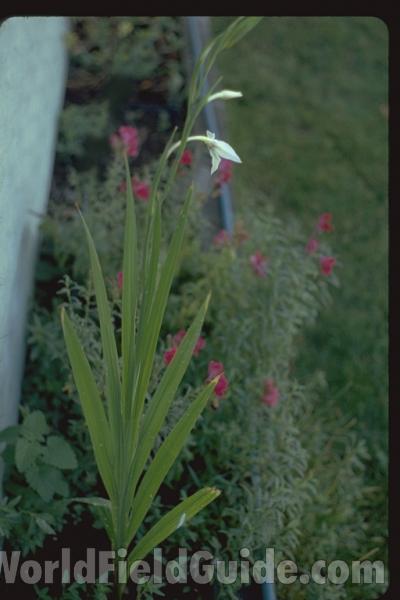 Silhouette<br>(Location of Picture: Okanogan, Washington, USA)