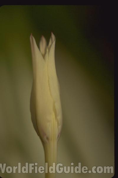 Bud<br>(Location of Picture: Okanogan, Washington, USA)