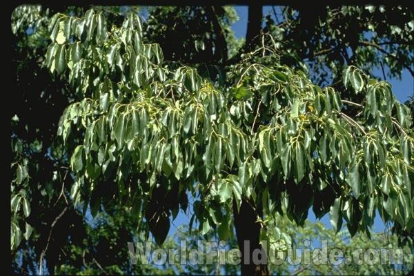 Leaves<br>(Location of Picture: Garden, Omak, Washington, USA)