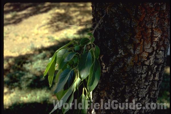 Leaves and Bark<br>(Location of Picture: Garden, Omak, Washington, USA)