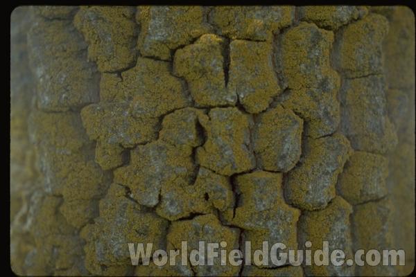 Bark Close<br>(Location of Picture: Garden, Omak, Washington, USA)