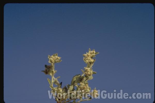 Top of Plant Alternate View<br>(Location of Picture: Buffalo Lake, Washington, USA)