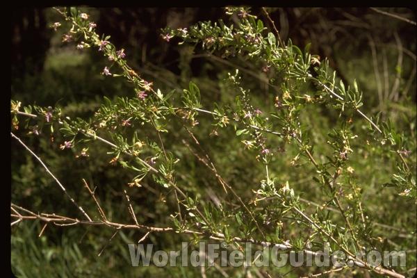 <br>(Location of Picture: Garden, Conners Lake, Wa, USA)<br>(Location of Picture: Garden, Conners Lake, Wa, USA)<br>(Location of Picture: Garden, Conners Lake, Wa, USA)