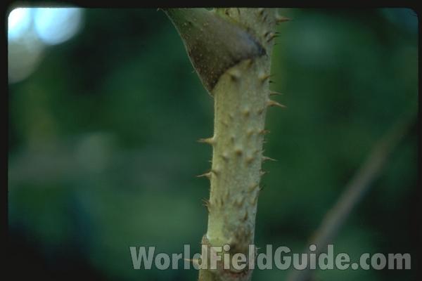 Stem and Spines<br>(Location of Picture: Vancouver, Bc, Canada)
